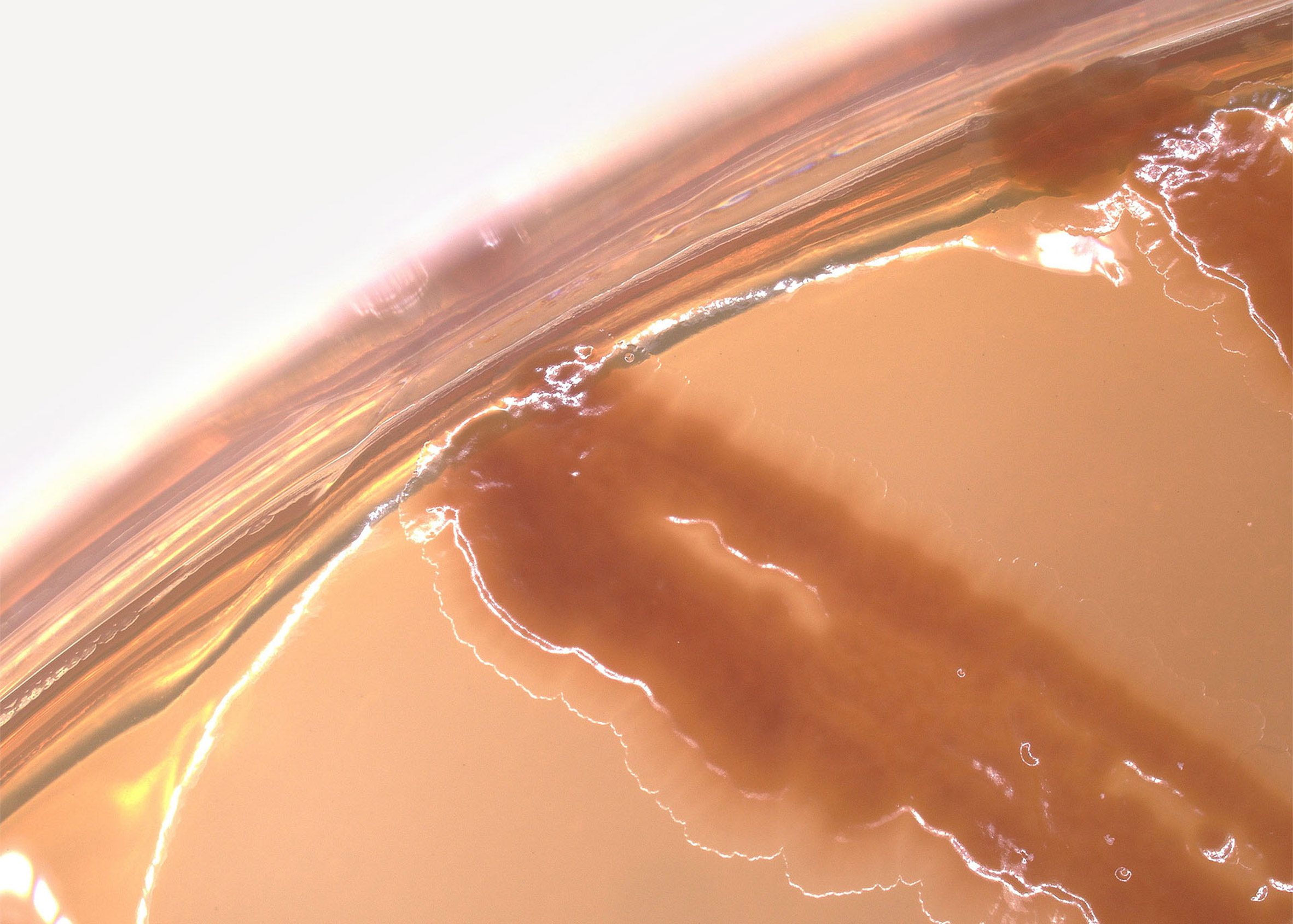 Close-up photo of melanin-producing bacteria in a petri dish